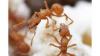 Муравьи–«фермеры» из рода Cyphomyrmex выращивают единственный любимый «сорт» грибов уже несколько миллионов лет. © Alex Wild.Genus: Cyphomyrmex Mayr, 1862  — [37] цифомирмексы, муравьи-грибоводыВсего 37 видов.