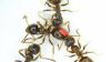 Здоровые особи съедают часть спор на теле зараженного муравья (помечен красным пятном). © Фото: Matthias Konrad, IST Austria.