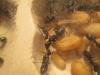 Новорожденный минорчик, совсем крохотунечка (в центре снимка, над трафилаксирующими солдатами). Только что вышедших из коконов муравьёв, почти не отличить от остальных членов семьи.