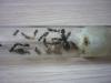 Camponotus aethiopis