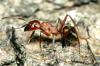 красноголовый муравей