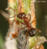 прыткий степной муравей