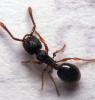 дерновой муравей