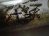  Formica fuscaFormica fusca Linnaeus, 1758 — бурый лесной муравей, silky ant