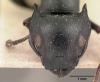 Cataulacus sp.Genus: Cataulacus Smith, 1853 — [68] каталакусы, древесные муравьи, бамбуковые муравьиВсего 68 видов
