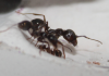 Муравей побольше, муравей поменьше и совсем малюсенький
