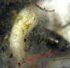 зубастая личинка, Diacamma rugosum
