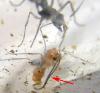 антенющищи!!!.. длиннее самого мураша!!! самец Diacamma rugosum