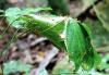 гнездо из сшитых личиночным шёлком листьев