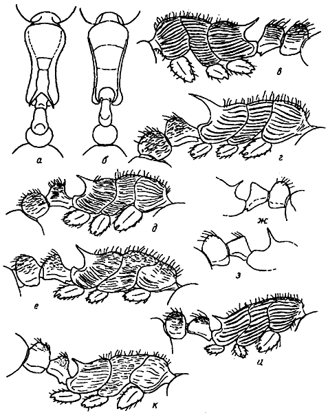 Рис. 4. Грудь рабочих сверху (а, б) грудь и стебелек в профиль (в—е, и, к), стебелек и проподеум в профиль (ж, з): а — M. commarginata (неотип), б — M. forcipata (синтип), в — M. sulcinodis, г — M. aspersa (голотип), д — M. transsibirica (голотип), е — M. kamtschatica (паратип), ж — M. saposhnikovi (неотип), з — M. angulinodis (неотип), и — M. kasczenkoi (неотип), к — M. bicolor (паратип)