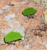 Муравьи-листорезы несут кусочки листьев в гнездо. Измельченные листья используются в качестве удобрения для почвы, на которой выращивается пищевой грибок. Фото А. Пингстоуна (http://commons.wikimedia.org).