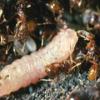 Рабочие красных муравьёв кормят гусеницу-подкидыша, уютно устроившуюся в муравейнике (фото Jeremy Thomas).