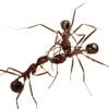 Репродуктивную полицию муравьёв (здесь она показана в действии) мирмекологи изучали на примере вида Aphaenogaster cockerelli (фото Adrian Smith).