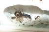 Camponotus fellah, Общий план семьи
