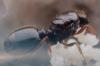 Самка в пробирке. Клеща больше не видно.Клещичленистоногие животные класса паукообразных. Паразитические клещи прикрепляются к телу муравья и высасывают из него гемолимфу (кровь). Не паразитические клещи питаются разлагающейся органикой - остатками пищи. Вывести клещей без ущерба для мурашей очень трудно.