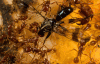 Разорванный на куски Когда фотограф Марк Моффет наблюдал за муравьями вида Labidus coecus, питающихся желтым фруктом в Barro Colorado, он заметил двух мужских особей мух, гоняющихся за самкой. Когда одна муха достигла цели, она села в кучу муравьев и была убита и расчленена.Labidus coecus (Latreille, 1802)