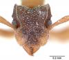  Cyphomyrmex rimosusCyphomyrmex rimosus (Spinola, 1851) — цифомирмекс-грибовод