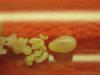 Кормовая личинка в маленькой колонии Messor structor
