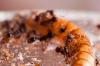 Рабочий сидит перед отверстием в кутикуле личинки Tenebrio molitor, через которое муравьи проникают внутрь личинки и поедают её.