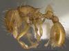 У муравьев вида Wasmannia auropunctata, который обитает в Центральной и Южной Америке, но распространился также в США и других странах, обнаружен уникальный механизм размножения (фото с сайта newsru.com)Wasmannia auropunctata (Roger, 1863) — маленький огненный муравей