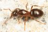 На этом фото Lasius umbratus светлее.