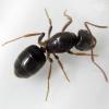 Если  Lasius umbratus, то ее брюшко меньше чем у  Lasius flavus а голов крупнее. На фото темная бывает светлее.Lasius umbratus (Nylander, 1846) — желтый пахучий муравей, пахучий земляной муравейLasius flavus (Fabricius, 1782) — желтый луговой (садовый, земляной) муравей