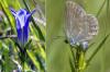 В июле взрослые бабочки откладывают яйца на бутоны горечавки легочной (Gentiana pneumonanthe). Гусеница вылупляется из яйца и оказывается внутри цветка, где она проводит две-три недели, поедая ткани цветка и развивающиеся семена. За это время она три раза линяет, хотя и остаётся маленькой (3-4 миллиметра в длину, 1-3 миллиграмма по весу) (фотографии David Nash).