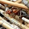 Рабочий муравей Formica xerophila. Если один, то сравнительно спокойный, а если в большой компании – то просто зверь (фото с сайта pick5.pick.uga.edu).