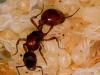 Это 1/4 часть всего расплода. В будущем ожидается увеличение численности муравьев примерно в четыре раза.