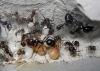 За расплодом ухаживают муравьи разного размера и возраста
