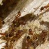 Вот фото этих муравьев с сайта этой компании :)