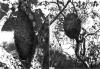 Фото 120. Картонные гнезда муравья Azteca chartifex ( Dolichoderinae) (А) и термита Nasutitermes sp. на лимонном дереве (Б) в Тринидаде. У обоих видов основой для гнезда служат древесные волокна, но в качестве цементирующего вещества муравьи применяют секрет слюнных желез, а термиты — экскременты. [D.J. Stradling.]Azteca chartifex Forel, 1896Subfamily: Dolichoderinae Forel, 1878 — пахучие муравьиНебольшое наиболее архаичное подсемейство муравьев. Распространено по всему земному шару, преимущественно в тропиках. Насчитывает более 230 видов.Термитыотряд общественных насекомых. Общины, разделенные на касты, состоят из крылатых и бескрылых особей. Строят подземные и наземные (до 15 м высотой) гнезда (термитники). Ок. 2600 видов, главным образом в тропиках; в России 2 вида: один в районе Сочи, второй, вероятно, завезенный из Японии или Китая, во Владивостоке. Многоядны. Разрушают древесину, портят бумагу, кожу, сельскохозяйственные продукты и др. Термиты, обитающие в почве, полезны как почвообразователи.