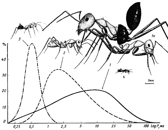 Рис. 3. Сравнительные размеры четырех основных видов дневных зоонекрофагов песчаной пустыни (Акыбай) и частотное распределение (в %) добычи трех видов по весовым классам (усредненные данные)
1, 1а — средний и крупный рабочие Cataglyphis setipes;
2 — C. pallida;
3 — Acantholepis semenovi;
4 — Plagiolepis pallescens