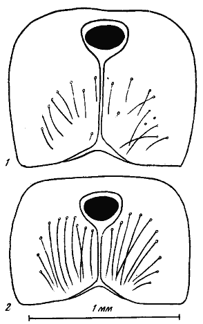Рис. 15. Псаммофоры представителей подсемейства Myrmicinae
1 — Messor intermedins; 2 — Pogonomyrmex barbatus molefaciens