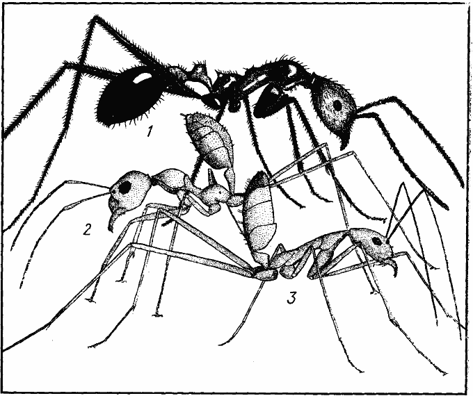 Рис. 22. Некоторые муравьи-дендробионты, добывающие пищу в кронах деревьев
1 — Aphaenogaster swammerdami (Myrmicinae);
2 — Oecophylla smaragdina (Formicinae);
3 — Leptomyrmex fragilis (Dolichoderinae)