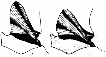 Рис. 24. Мускулатура петиолюса у Formica rufa (1) и Cataglyphis aenescens (2)