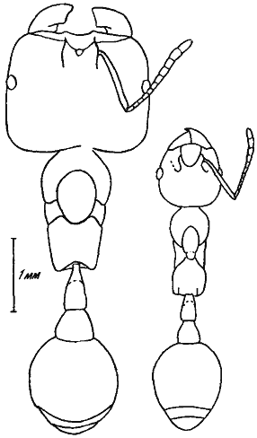 Рис 35. Пропорции крупного рабочего американского муравья-жнеца Pogonomyrmex badius (слева) в сравнении с Manica rubida
Оба рода относятся к трибе Myrmicini, причем Manica — исходный род для всей трибы 