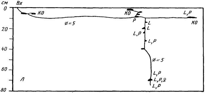 Рис. 56. Гнездо Cataglyphis cinnamomea
(Карши, № 74-34, 28 мая 1974 г.) 