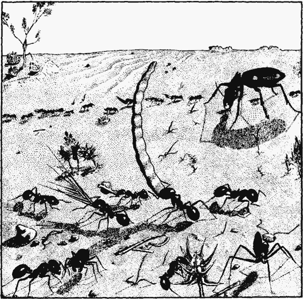 Рис. 82. Фуражировка Messor aralocaspius
Внизу слева два муравья в угрожающих позах, которые они обычно принимают при встрече на кормовом участке особей из другой семьи. Внизу справа — рабочий Cataglyphis setipes, основной собиратель трупов M. aralocaspius, вверху справа — жужелица Anthia mannerheimi (изображен самец, мелкий экземпляр, крупные в 1,5 раза больше), основной истребитель муравьев-жнецов в песчаных пустынях Каракумов, в характерной позе при ловле муравьев на фуражировочной дороге.
Рисунок сделан на основании зарисовок и фотографий автора в Акыбае 