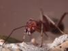 муравьи Formica truncorum