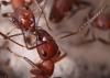 муравьи Formica truncorum