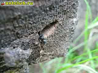 Вход с торца 1 (гнездо Camponotus vagus)