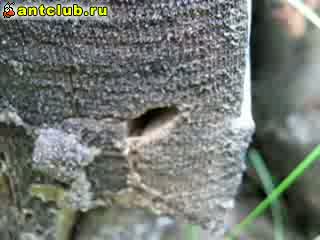 Вход с торца 2 (гнездо Camponotus vagus)