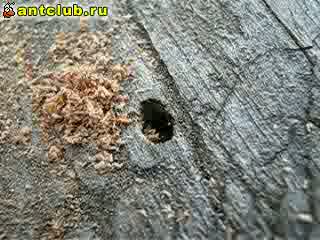 Вход сверху в гнездо Camponotus vagus