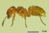 L. flavus F. - желтый земляной муравей.