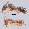 Размеры царицы (вверху, изображена без крыльев) и рабочего муравья Rhytidoponera практически ничем отличаются, и когда условия для размножения ухудшаются, некоторые трудовые особи тоже могут откладывать яйца (иллюстрация CNRS/Derek Smith).