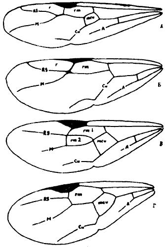 Рис. 49. Жилкование крыльев муравьев (ориг.): А - Formica subpilosa; Б - Camponotus obliquipilosus; В - Aphaenogaster gibbosa; Г - Crematogaster scutellaris. Свободные ветви жилок: A - анальной; Cu- кубитальной; M - медиальной; RS - радиус сектор. Ячейки: xmcu - медиокубитальная (дискоидальная); rm - радиомедиальные (кубитальные); r - радиальная.