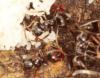 Lasius niger, зараженные клещом