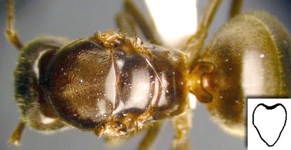 Аномально большая выемка на петиолюсе у экземпляра Lasius umbratus. Форма нормального петиолюса показана на врезке.